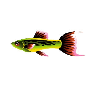 Jade Endler Guppy